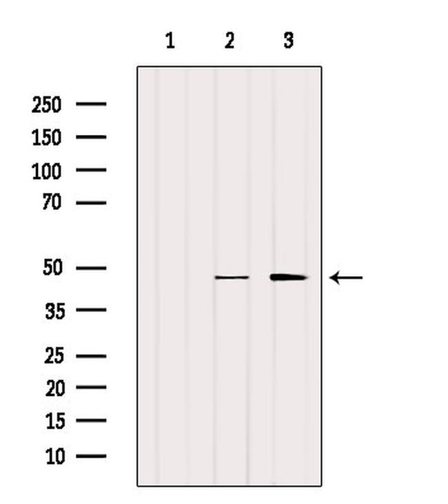 SLC7A11 Antibody in Western Blot (WB)