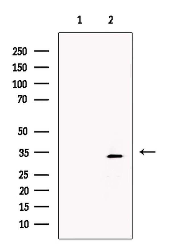 XLF Antibody in Western Blot (WB)