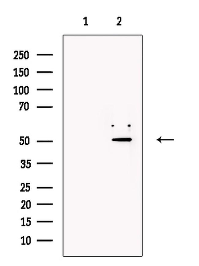 ZFP57 Antibody in Western Blot (WB)