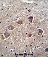 PPAPDC1A Antibody in Immunohistochemistry (Paraffin) (IHC (P))