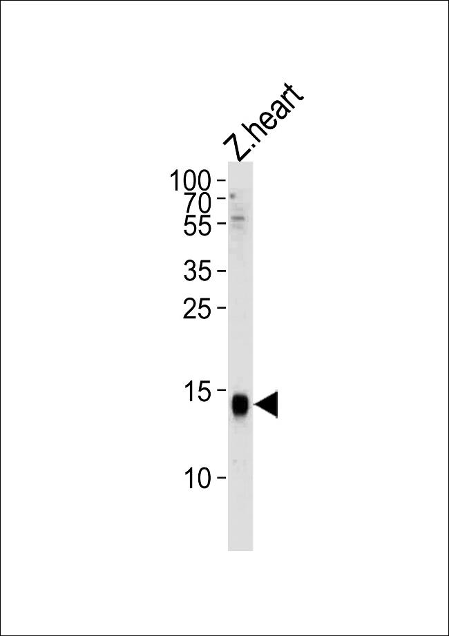 Histone H2A.Z Antibody in Western Blot (WB)