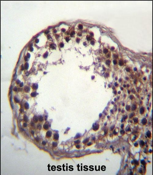 DAZ3 Antibody in Immunohistochemistry (Paraffin) (IHC (P))