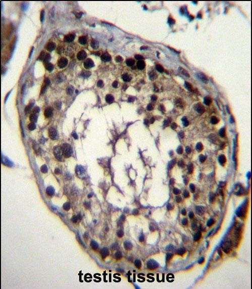 DAZ4 Antibody in Immunohistochemistry (Paraffin) (IHC (P))