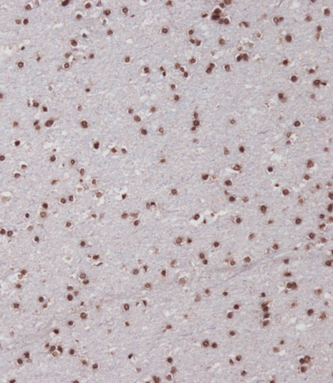 SIM1 Antibody in Immunohistochemistry (Paraffin) (IHC (P))