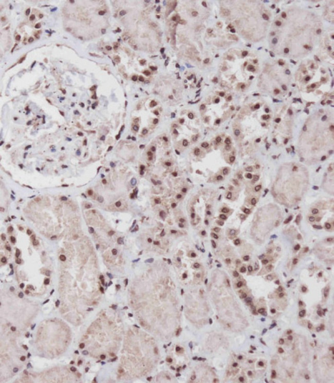 SIM1 Antibody in Immunohistochemistry (Paraffin) (IHC (P))