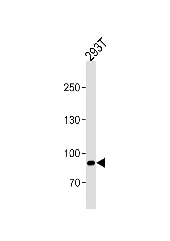 SIM1 Antibody in Western Blot (WB)