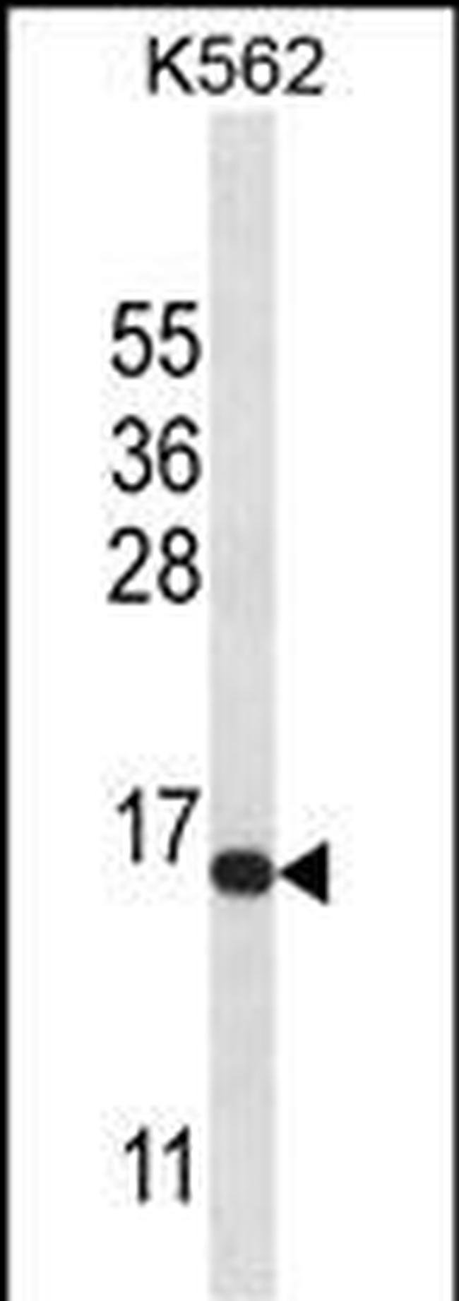 Histone H2A.X Antibody in Western Blot (WB)