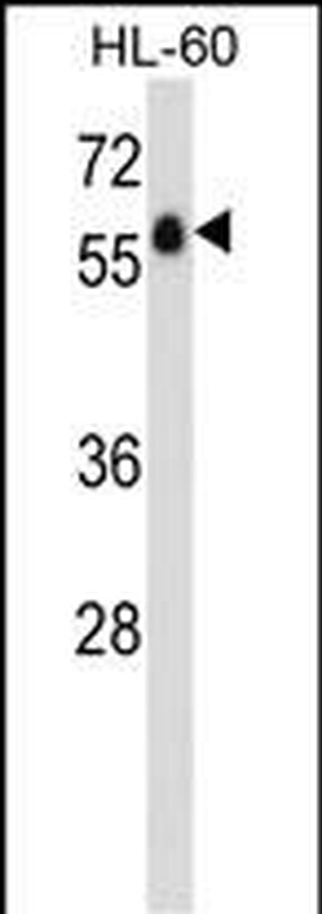 GPR97 Antibody in Western Blot (WB)