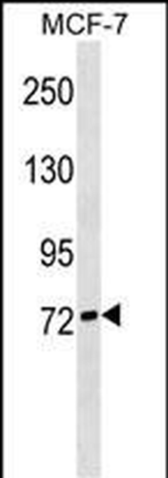 SIGLEC10 Antibody in Western Blot (WB)