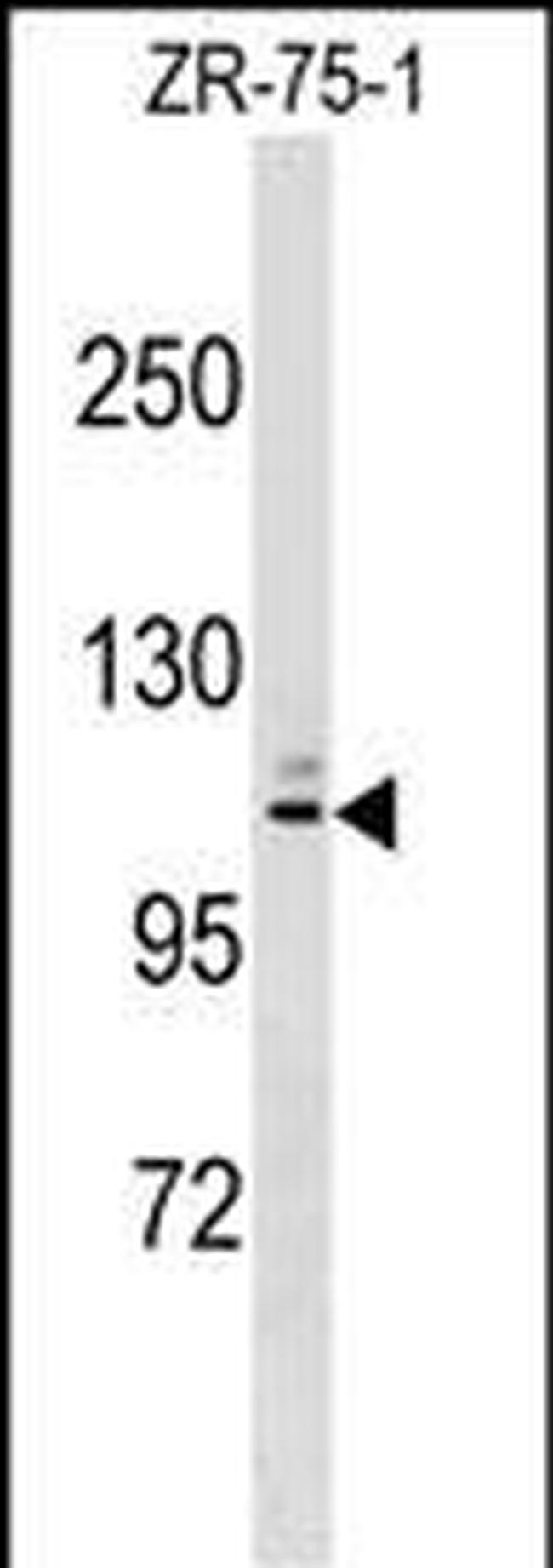 MARCH10 Antibody in Western Blot (WB)