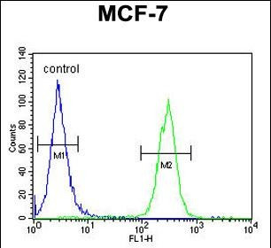 LC3B Antibody in Flow Cytometry (Flow)