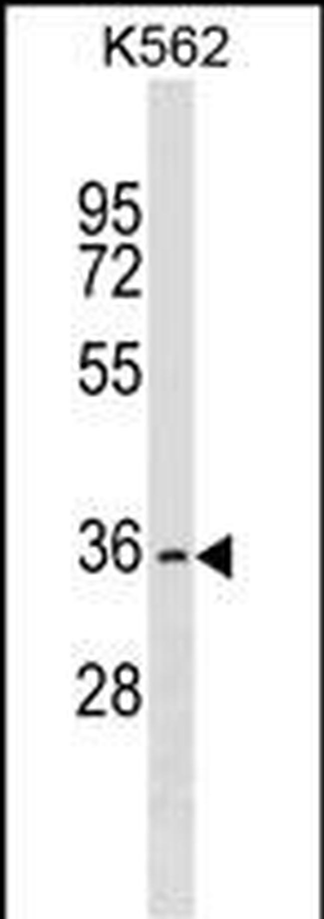 OR2AG2 Antibody in Western Blot (WB)