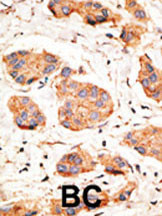 Connexin 43 Antibody in Immunohistochemistry (Paraffin) (IHC (P))