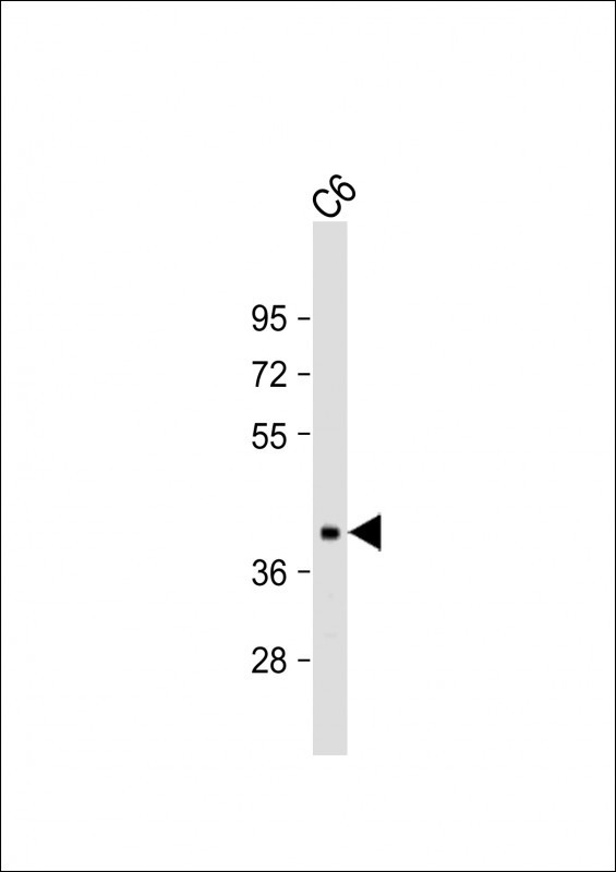 Connexin 43 Antibody in Western Blot (WB)