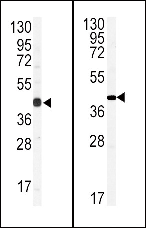 Connexin 43 Antibody in Western Blot (WB)