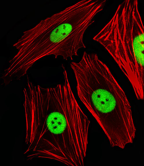 ANP32E Antibody in Immunocytochemistry (ICC/IF)