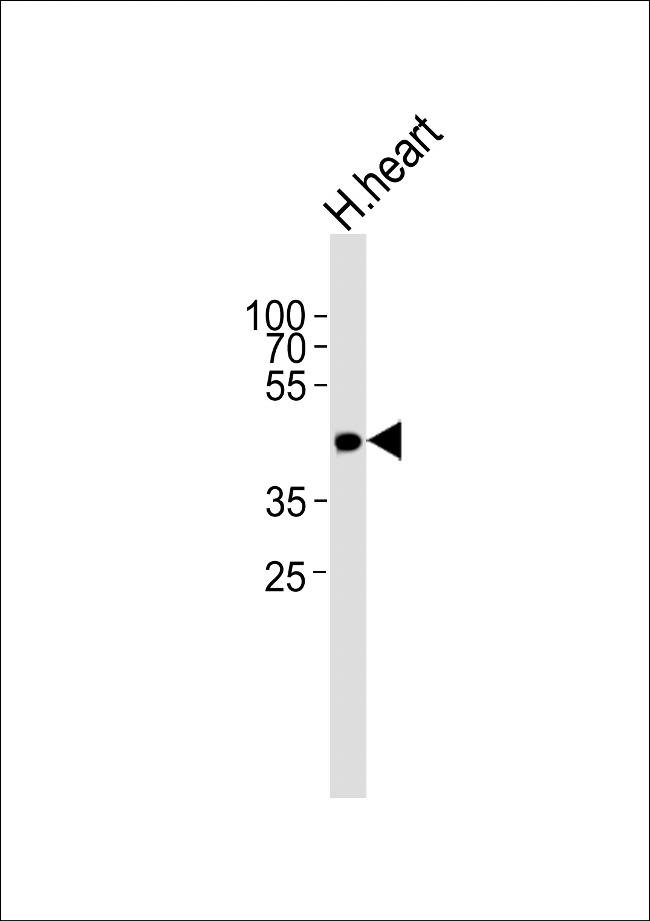 OR13C9 Antibody in Western Blot (WB)