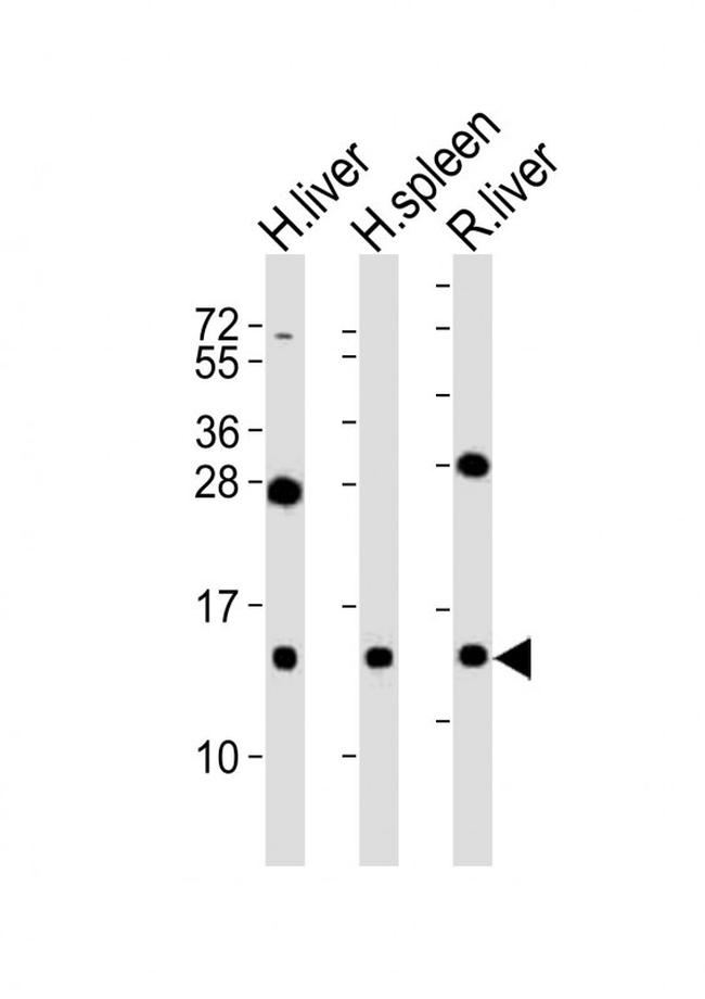 CXCL11 Antibody in Western Blot (WB)