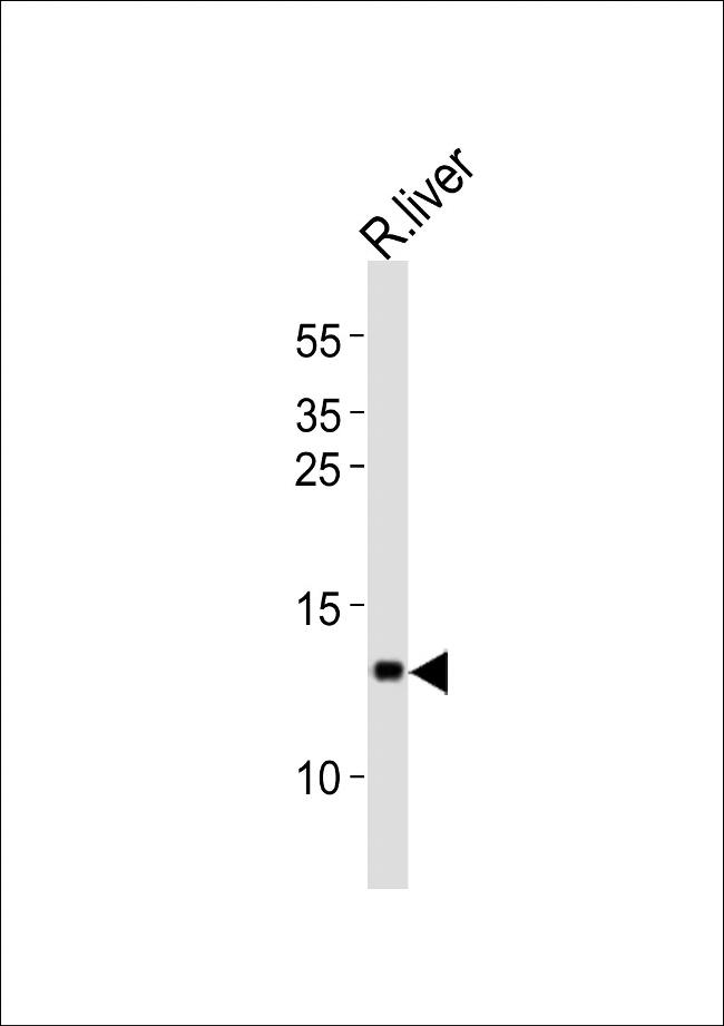 CXCL11 Antibody in Western Blot (WB)