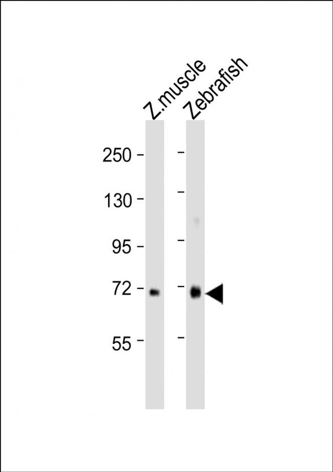 WACA Antibody in Western Blot (WB)