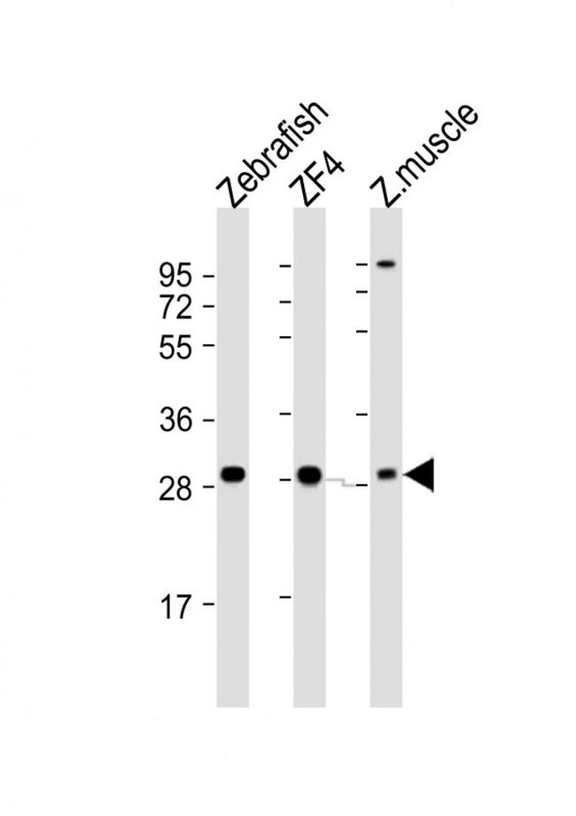 Adenylate Kinase 2 Antibody in Western Blot (WB)