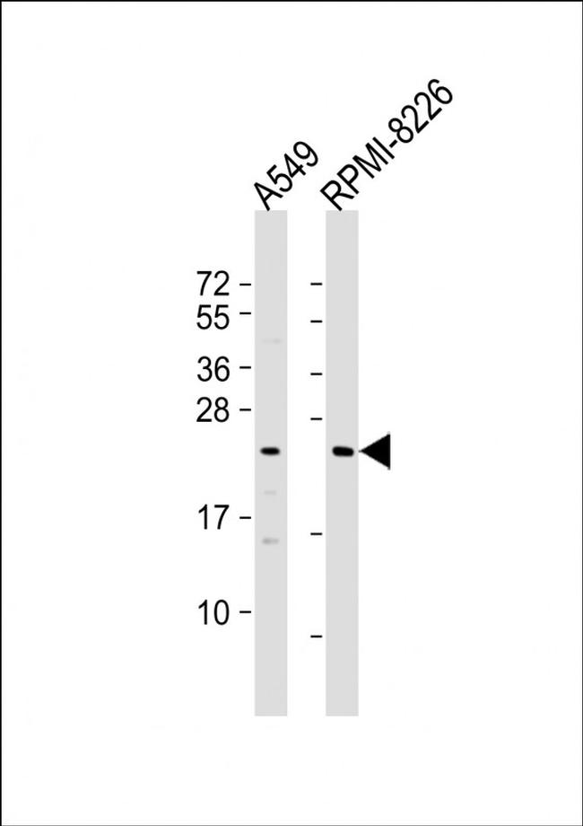 NT5M Antibody in Western Blot (WB)