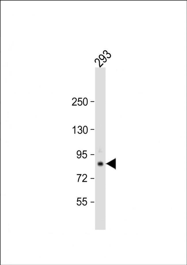 TARSL2 Antibody in Western Blot (WB)