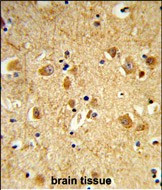 Dynamin 3 Antibody in Immunohistochemistry (Paraffin) (IHC (P))