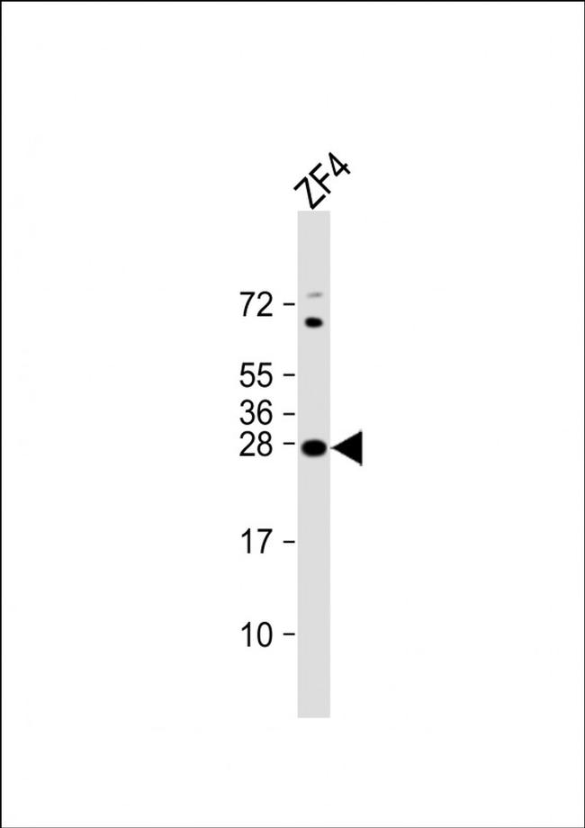 14-3-3 gamma Antibody in Western Blot (WB)