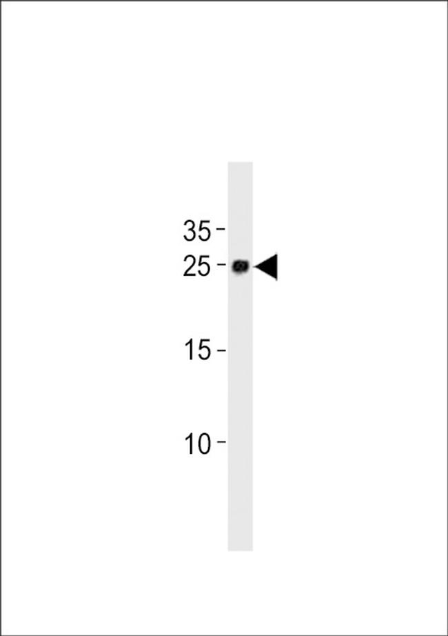 14-3-3 gamma Antibody in Western Blot (WB)