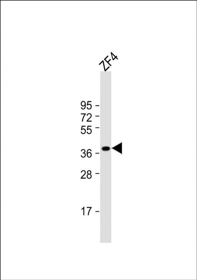 Ephrin B2 Antibody in Western Blot (WB)