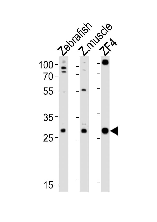 Adenylate Kinase 2 Antibody in Western Blot (WB)