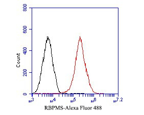 RBPMS Antibody in Flow Cytometry (Flow)