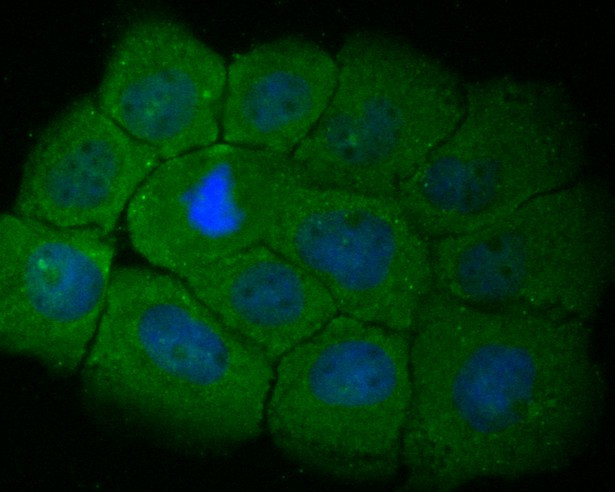 RBPMS Antibody in Immunocytochemistry (ICC/IF)