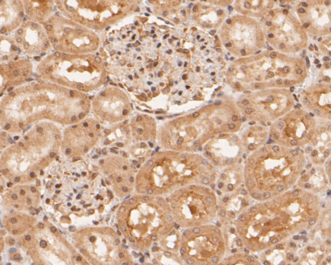 RBPMS Antibody in Immunohistochemistry (Paraffin) (IHC (P))