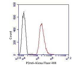 P2X6 Antibody in Flow Cytometry (Flow)