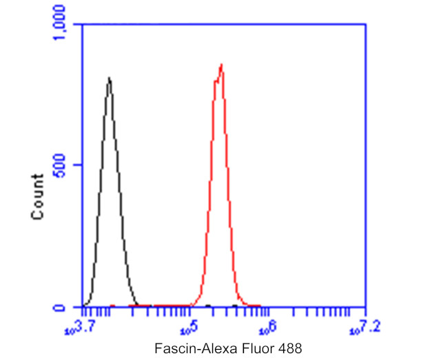 Fascin Antibody in Flow Cytometry (Flow)