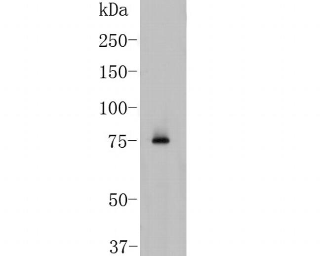 BCL6 Antibody in Western Blot (WB)