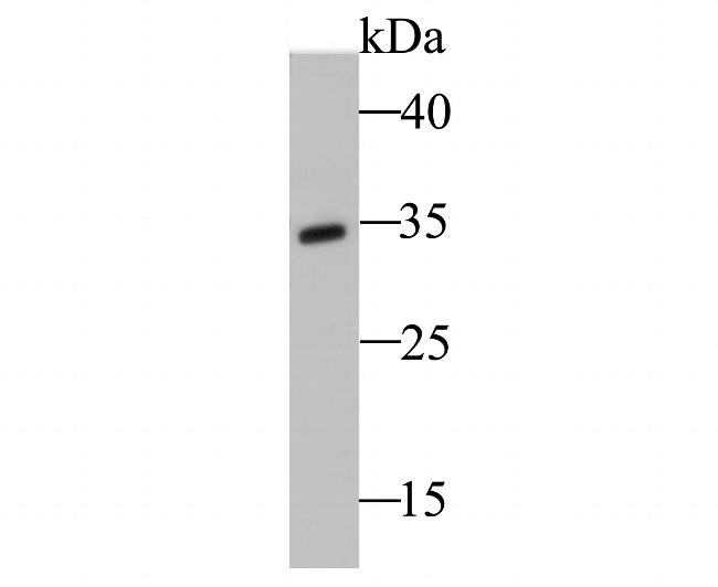 TRADD Antibody in Western Blot (WB)