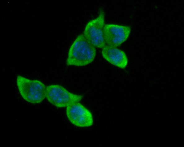 B3GAT1 Antibody in Immunocytochemistry (ICC/IF)