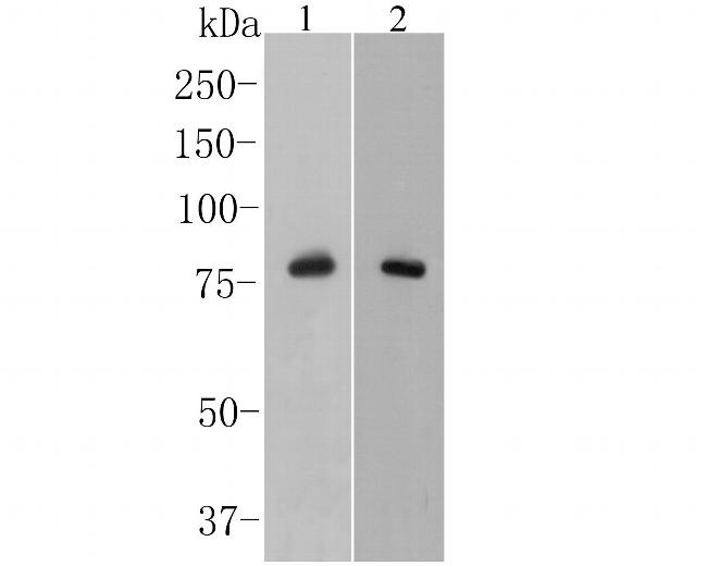 delta Catenin Antibody in Western Blot (WB)