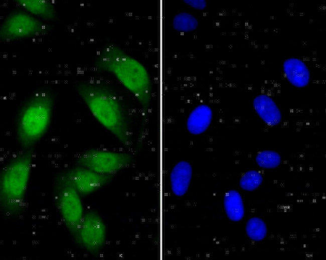 ITCH Antibody in Immunocytochemistry (ICC/IF)