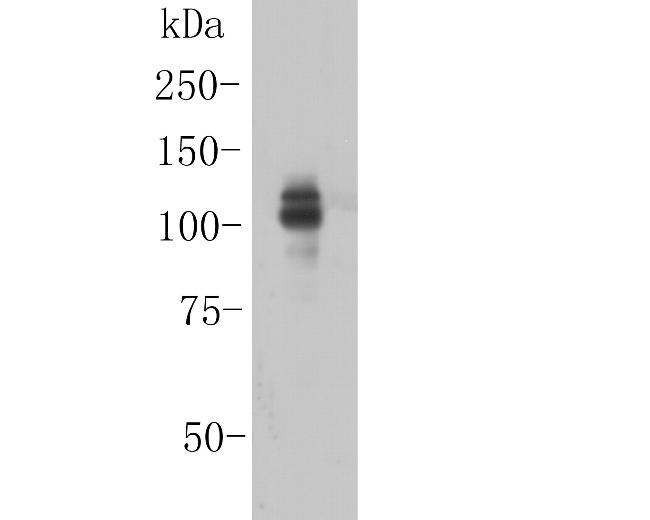 ITCH Antibody in Western Blot (WB)