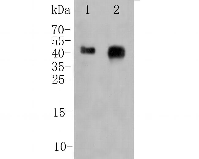 Folate Receptor alpha Antibody in Western Blot (WB)