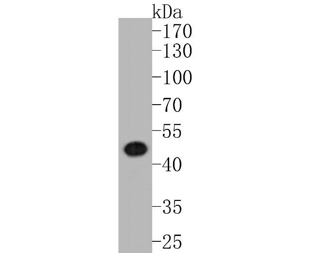 Cytokeratin 20 Antibody in Western Blot (WB)