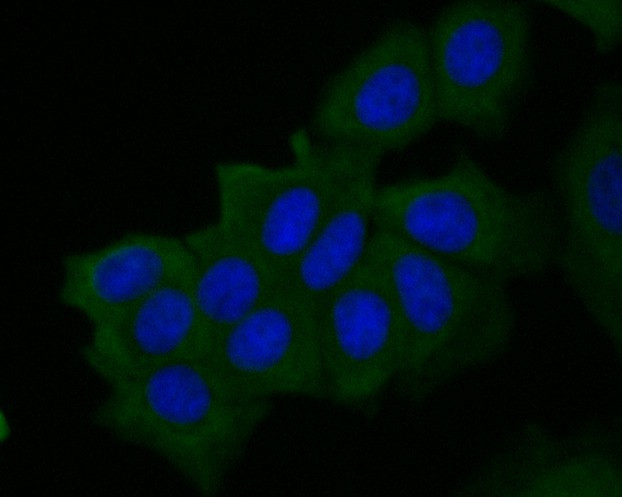 MUC1 Antibody in Immunocytochemistry (ICC/IF)