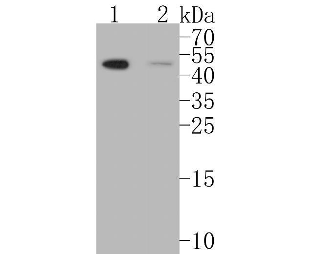 MDM2 Antibody in Western Blot (WB)