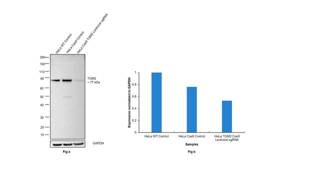 TGM2 Antibody in Western Blot (WB)