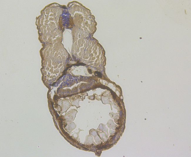 SARS2 Antibody in Immunohistochemistry (Paraffin) (IHC (P))