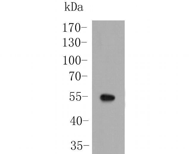 SARS2 Antibody in Western Blot (WB)